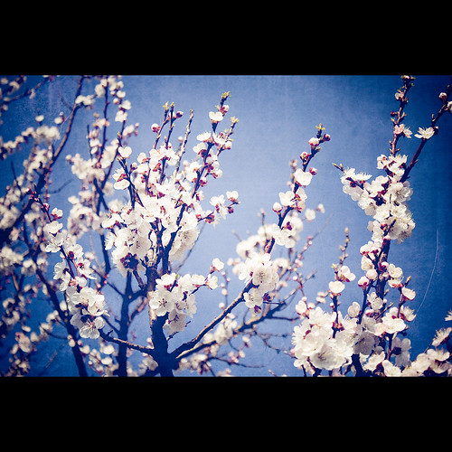 blue summer sky white flower canon garden lens cherry eos sommer himmel mm 1855 blau dslr garten baum kirsch blüten weise kirschbaum weis 450d mygearandmepremium
