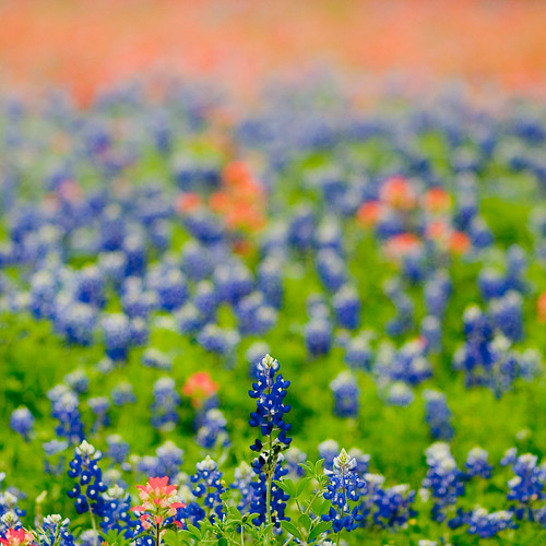 flowers usa texas bluebonnets washingtononthebrazos top20texas 2010inphotos 3652010 365the2010edition 36612010