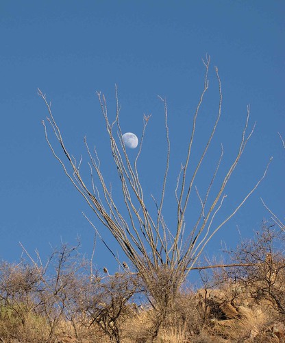 arizona plants usa moon landscapes desert unitedstatesofamerica gps 2009