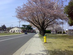 Cherry trees on the street