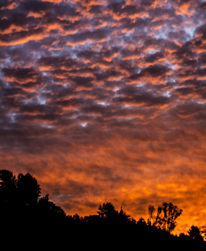 eucalyptushills sunrise color clouds sky trees silhouettes