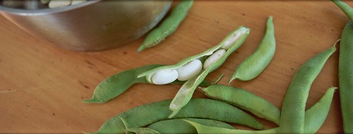 harvest 2009: heirloom cannellini beans
