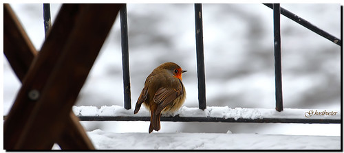snow milan bird robin milano balcony balcone uccello ghostbuster pettirosso meve avianexcellence goldstaraward gigi49