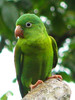 Green Parakeet, Costa Rica