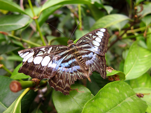 travel asia southeastasia malaysia melaka malacca potd2010 butterflyandreptilesanctuary
