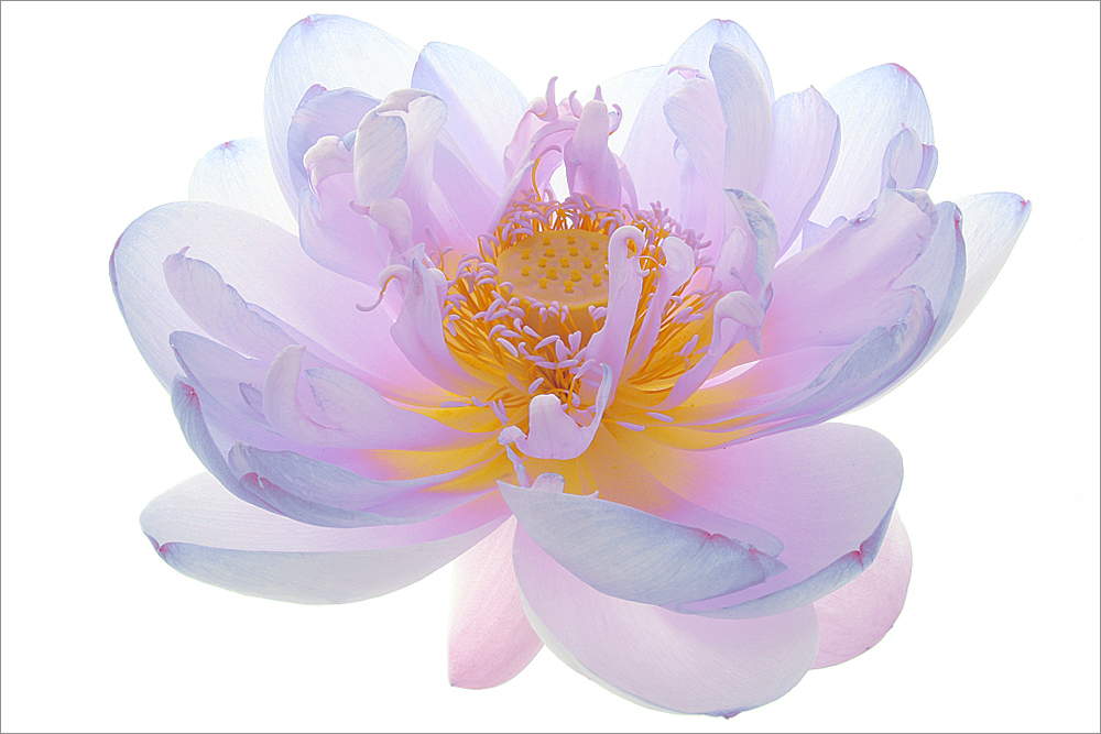 Flower / Lotus Flower /color / colors / - IMG_8580-1000-cs3 - / nature / flower / flowers / summer - colorful - nature - ハスの花, 莲花, گل لوتوس, Fleur de Lotus, Lotosblume, कुंद, 연꽃,
