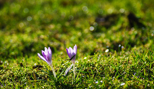 signs flower green spring nikon bokeh first 2010 d60 messengers niklas94