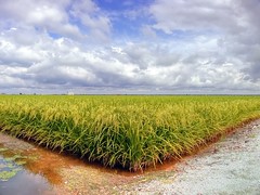 Sawah padi (rice field)