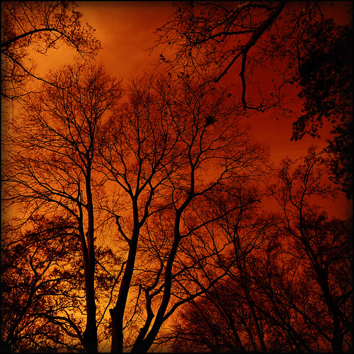 trees colour nature branches winterfire imagepoetry justsleeping musicinside naturegentleness