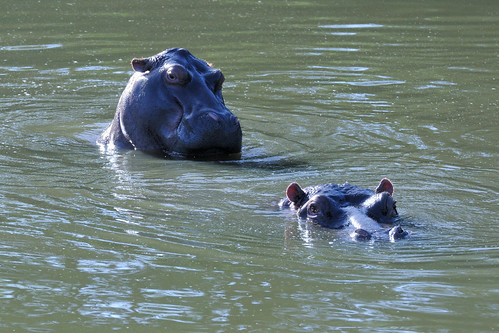 southafrica wildlife hippopotamus d300 nikkor70200mmf28gedvrii