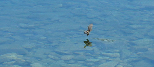lake canada reflection water animal fly photo wings nikon photographer bc britishcolumbia okanagan wildlife bat picture photograph littlebrownbat skim okanaganlake okanaganvalley peachland copyrightimages taniasimpson