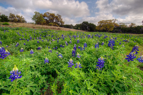 blue usa green austin texas tx country hill meadow bluebonnet wildflower hdr photomatix 3exp