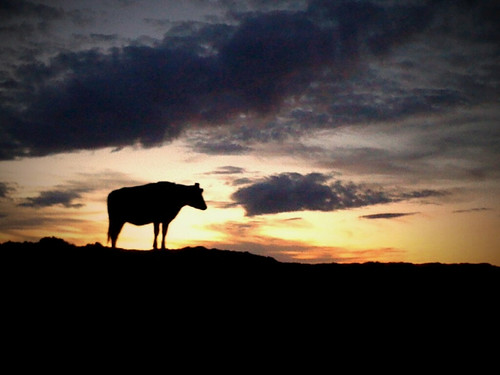 cameraphone winter sunset cow farm idaho 2009