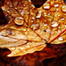 Dew Fall (1 of 10)