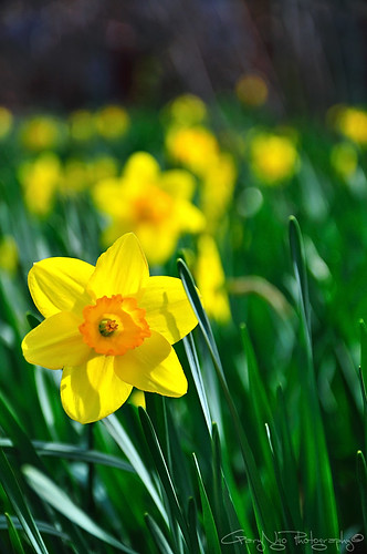 flower yellow garden spring nikon bokeh tamron vc f28 1750mm d5000 tamron1750mmf28vc mygearandmepremium