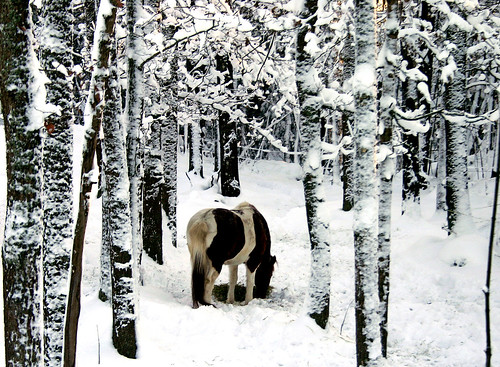 winter horse snow sweden haninge mulsta winterinsweden hjartangná