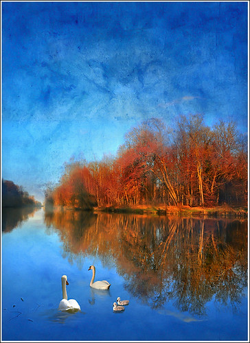 family famille blue autumn lake france cold tree art texture nature water illustration forest photoshop river painting way landscape canal pond nikon heaven paradise lough flood walk dream peinture dreaming bleu reflet fairy reflect alsace promenade unreal paysage hdr cygne waterway anotherworld savage fôret swain ried d90 friesenheim neunkirch priaux theunforgettablepictures digitalflood zelsheim