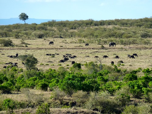 Wildebeest, Maasai Mara, Kenya