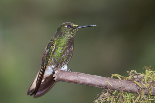 birds ecuador hummingbird tandayapa bufftailedcoronet boissonneauaflavescens tandayapalodge