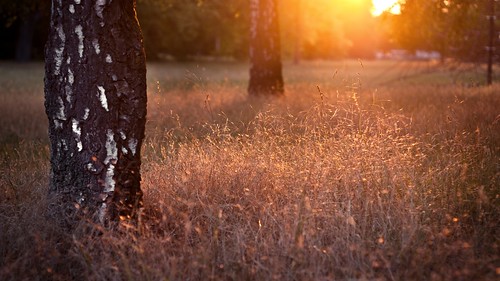 trees sunset sun sunlight 50mm warm dof bright pentax bokeh hannover gras birch bäume birke k200d