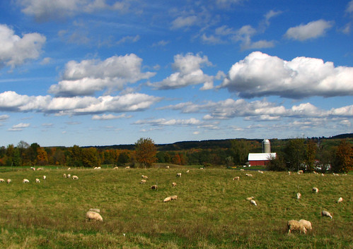 autumn trees fall field clouds barn forest sheep farm silo pasture livestock farmyard pennyanny