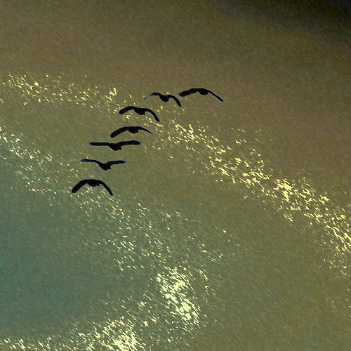winter abstract geese wyoming photoart