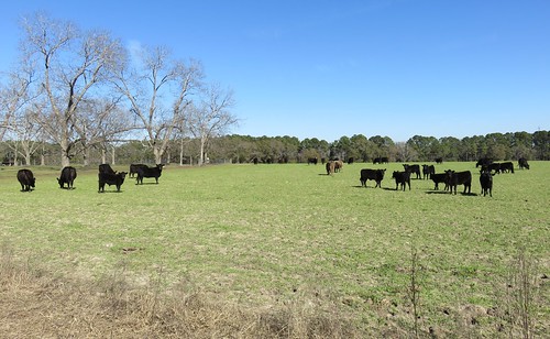 georgia ga landscapes tiftcounty animals cattle northamerica unitedstates us