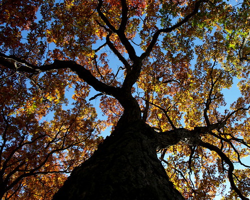 park autumn trees columbus ohio sky tree fall nature up leaves interestingness looking metro branches foliage trunk powell highbanks utatafeature 2010contest utata:project=tw184 utata:project=greatdayforup