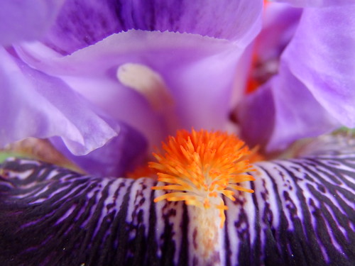flowers iris macro bigmomma achallangeforyou cimalacustomphotography