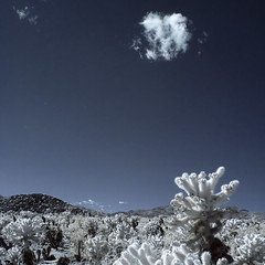 Cholla Cactus Garden Joshua Tree National Park Infrared DSC_6097