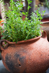 Pot of Herbs