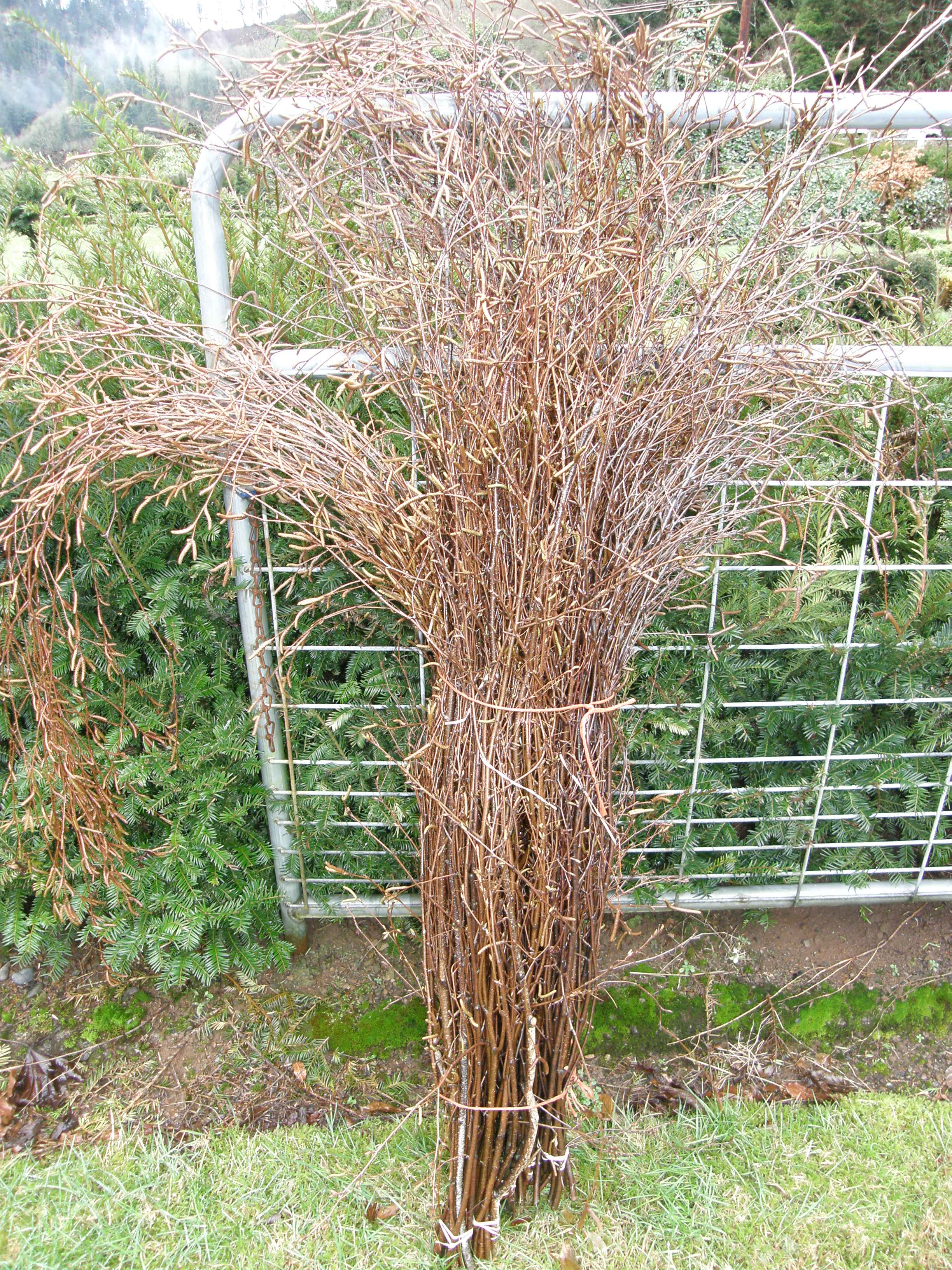 birch branches