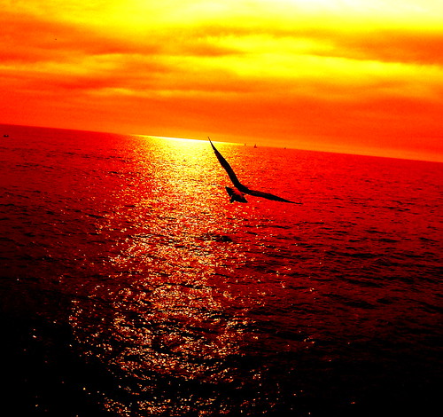 ocean seagull gull dream colorphotoaward flickrdiamond