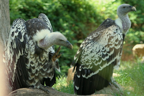 birds vultures vulture wildanimalpark zoos rueppellsgriffon gypsrueppellii rueppellsgriffonvulture rüppellsvulture sandeigosafaripark