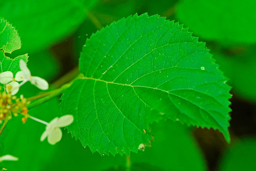080724 2008 asterids ava cornales douglasco hydrangea hydrangeaarborescens hydrangeaceae mo smoothhydrangea flower hortensia wildflower