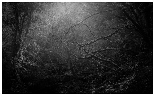woods woodland trees mono monochrome blackandwhite nature natural landscape fineart davidhaughton