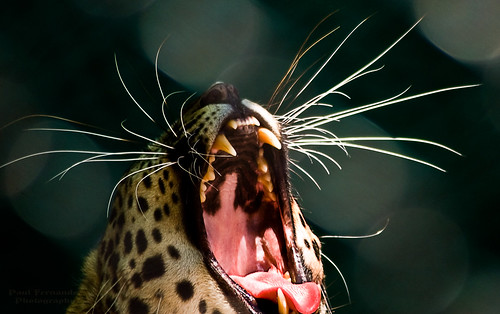 cats felines leopards napleszoo