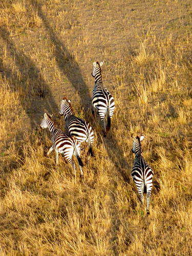 Zebras from the hot air balloon, Maasai Mara, Kenya