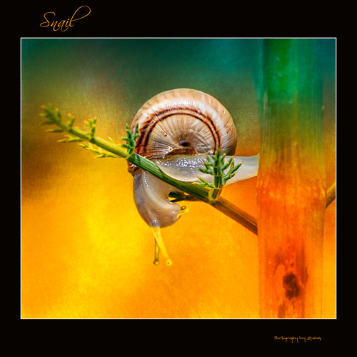 naturaleza nature geotagged creativity golden snail natura olympus textures macros retouch caracol juny retoque caragol retoc specialtouch quimg quimgranell joaquimgranell afcastelló obresdart gettyimagesspainq1