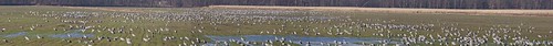 panorama indiana sandhillcrane gruscanadensis jasperpulaski