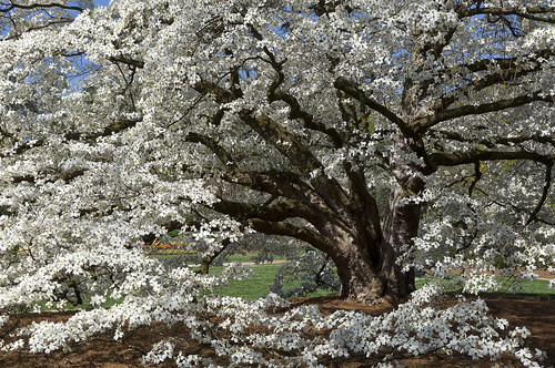 white tree wow watercolor huntsville blossoms alabama dogwood botanicalgarden