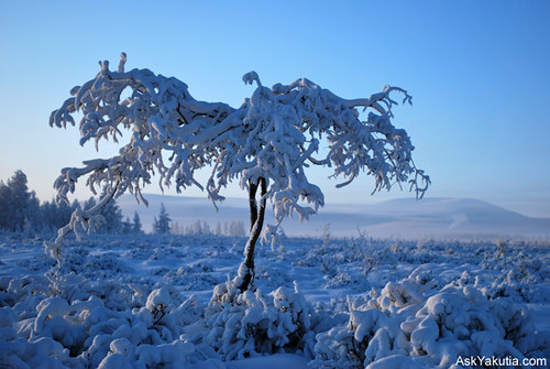 A tree in Tomtor, Oymyakon.