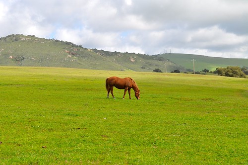 ranch red horse grass landscape farm