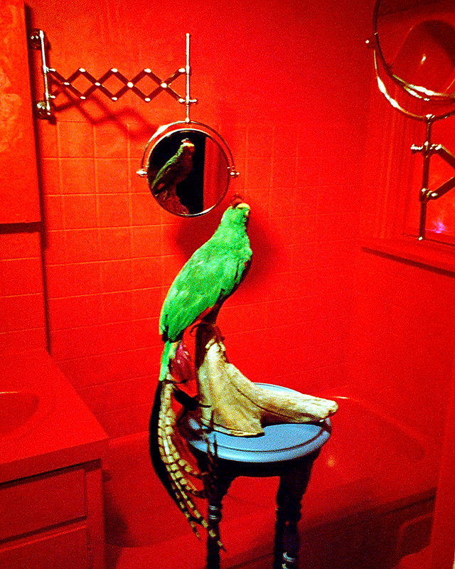 Victory Red Bathroom With Parrot X-Pro01