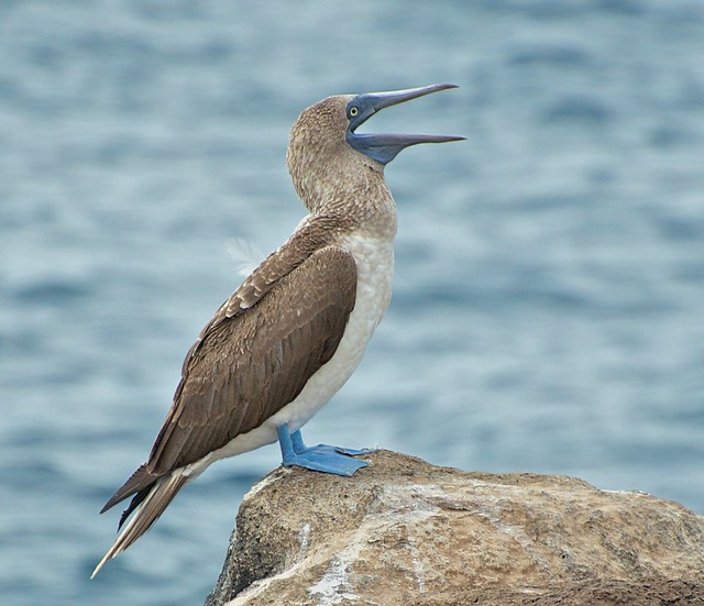 Blue-footed Booby, North Seymour Island, Galapagos