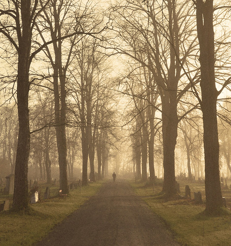 autumn trees mist fall cemetery norway fog norge alley nikon grain norwegen explore trondheim høst tåke trær kirkegård d90 allé