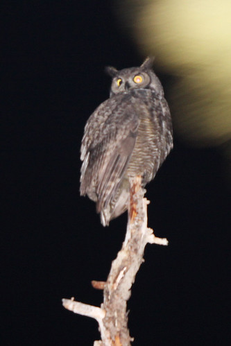 washington owl greathornedowl okanogan highlandsnopark knuthansen okanagenhighlands