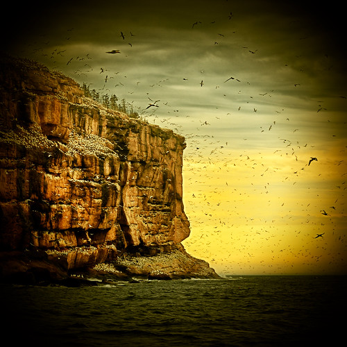 sunset cliff birds nikon falaise oiseaux ilebonaventure d80 fousdebassan nikkorvr70300mm heavilyposttreatment parcnationaldelîlebonaventureetdurocherpercé parcsquébec