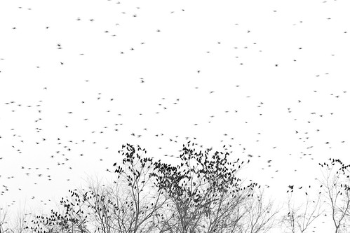 trees blackandwhite bw birds silhouette landscape flying day action outdoor kentucky wildlife flock commute perch cavecity project365 afsvrzoomnikkor70200mmf28gifed 67365 nikond700 365dpsmembermap