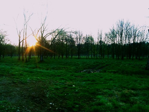 trees field sunrise dawn iphone project365